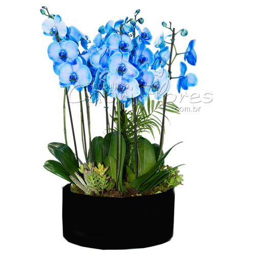 4452 ♥ Super Vaso de Orquidea Azul