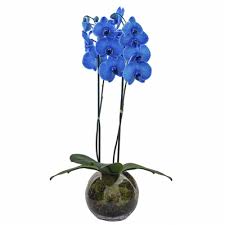 Orquídea Azul