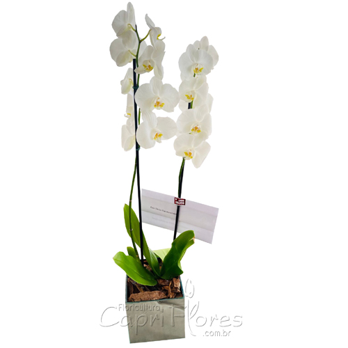 Vaso de Orquidea White II